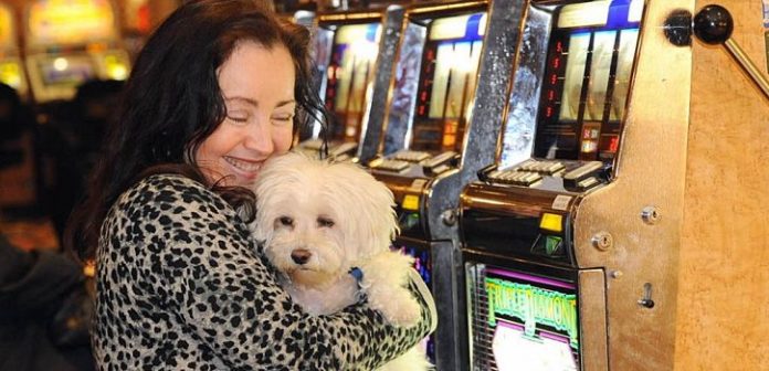 Pet Friendly Casinos