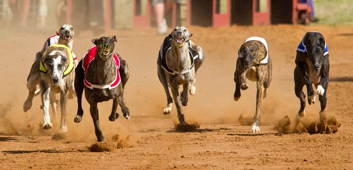Greyhounds Racing