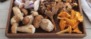 medicinal mushrooms