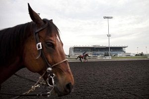 Horse Racing and Animal Rights