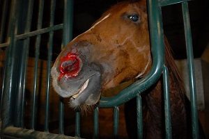 Unsafe and Cruel Horse Racing Practices